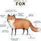 تیشرت Anatomy of a Fox 