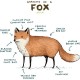 تیشرت Anatomy of a Fox 