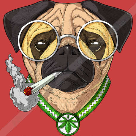 تیشرت Pug Dog Smoking
